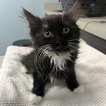 adopt-pet