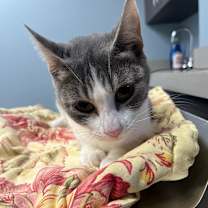 adopt-pet