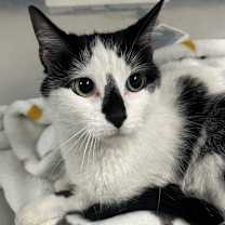 adopt-pet