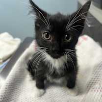 adopt-pet