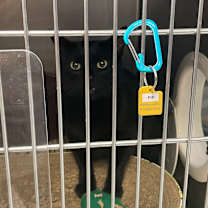 Thumbnail photo of Pip #2