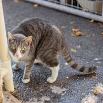 Thumbnail photo of Ozzy & Toto #4