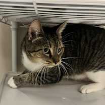 Thumbnail photo of Lt. Gen. "Chesty" Puller (aka Peter) #2