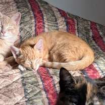 Thumbnail photo of Jazzybell #2