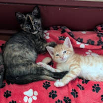 Thumbnail photo of Jazzybell #3