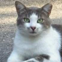 Thumbnail photo of Cloudy #1