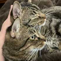 Thumbnail photo of Maciera C4596 & Marcel C4595 (Bonded Pair) #2