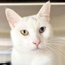 adopt-pet