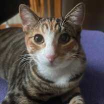 Thumbnail photo of Chili #1