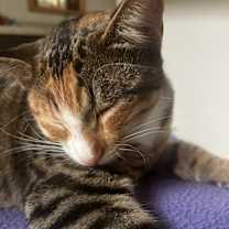 Thumbnail photo of Chili #2