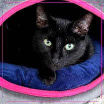 Thumbnail photo of Figaro #1