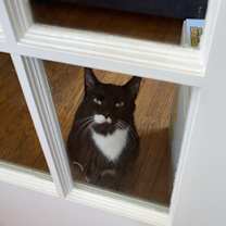 Thumbnail photo of Limo #4