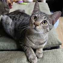 Thumbnail photo of Nacho 6.14.20 #3