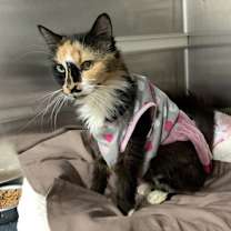 Thumbnail photo of Wybie #1