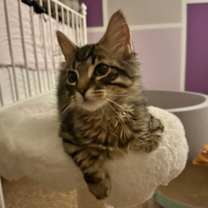 adopt-pet