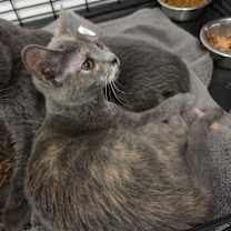 Thumbnail photo of Glue #4