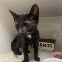 Thumbnail photo of Freddie #2