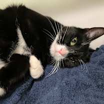 adopt-pet