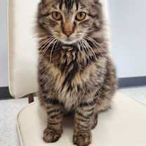 Thumbnail photo of Jethro @ The Cat's Brew #1