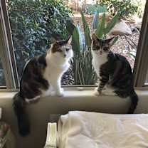 Thumbnail photo of Cottontail #3