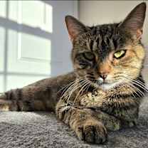 Thumbnail photo of Delphine #2