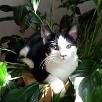 Thumbnail photo of Duffy #1