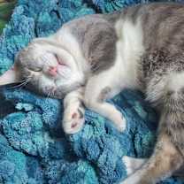 Thumbnail photo of Stormy #2