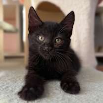 Thumbnail photo of Bugatti #3