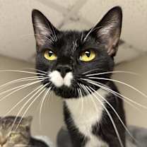 Thumbnail photo of Yoshi #2