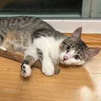 Thumbnail photo of Elmer #1