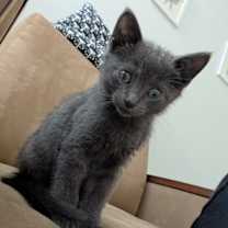 adopt-pet