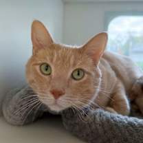 adopt-pet
