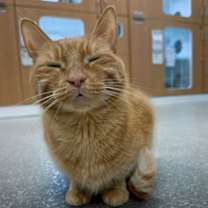 adopt-pet