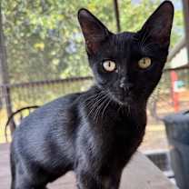 Thumbnail photo of Licorice 2 JG #1