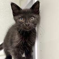 Thumbnail photo of Licorice 2 JG #2