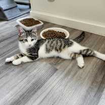 Thumbnail photo of Benatar #3