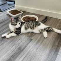 Thumbnail photo of Benatar #4