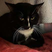 Thumbnail photo of Ares #2