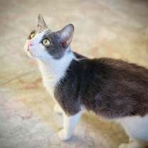 Thumbnail photo of Jada #4