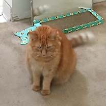 Thumbnail photo of pumpkin #4