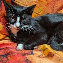 Thumbnail photo of Polka #1