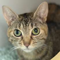 Thumbnail photo of Parmesan #2