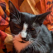 Thumbnail photo of Polka #2