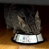 Thumbnail photo of Warlock C66726 #4