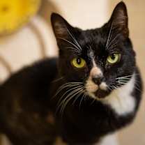 Thumbnail photo of Kuro #1