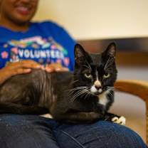 Thumbnail photo of Kuro #3