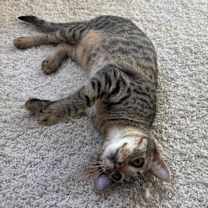 Thumbnail photo of Odie #2