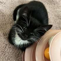 Thumbnail photo of Cameo #1