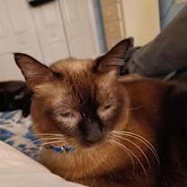 Thumbnail photo of Caramelo #4