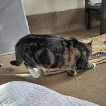 Thumbnail photo of Bubbles #3